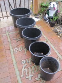black plastic pots